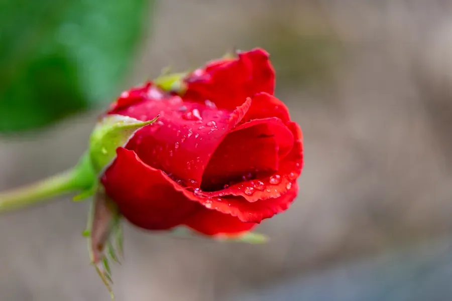 Rosebud in Red — Salem, Oregon — Ben Pickett Photography