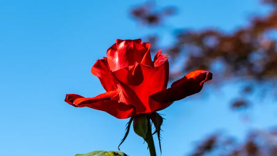 Rose Against Open Sky — Salem, Oregon — Ben Pickett Photography