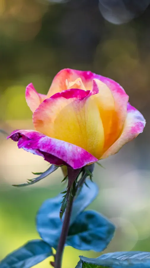 Rosebud, Pink and Gold — Salem, Oregon — Ben Pickett Photography