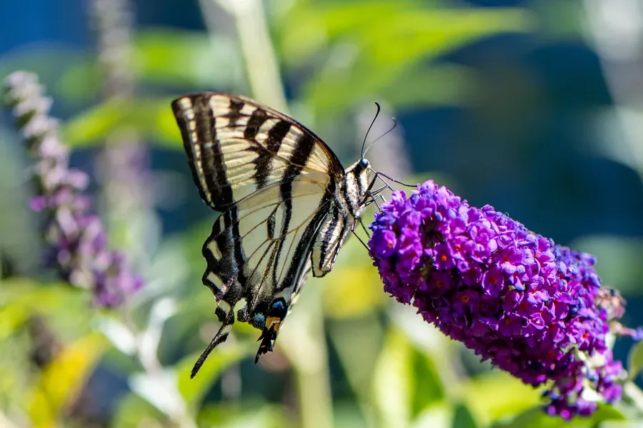 Western Tiger Swallowtail on Butterfly Bush — Salem, Oregon — Ben Pickett Photography