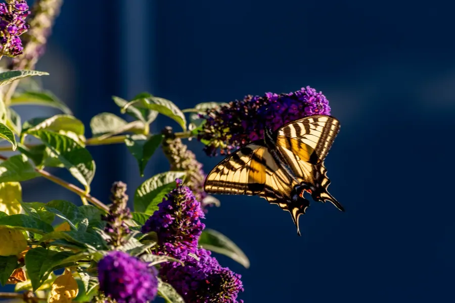 Western Tiger Swallowtail, Wings Back — Salem, Oregon — Ben Pickett Photography
