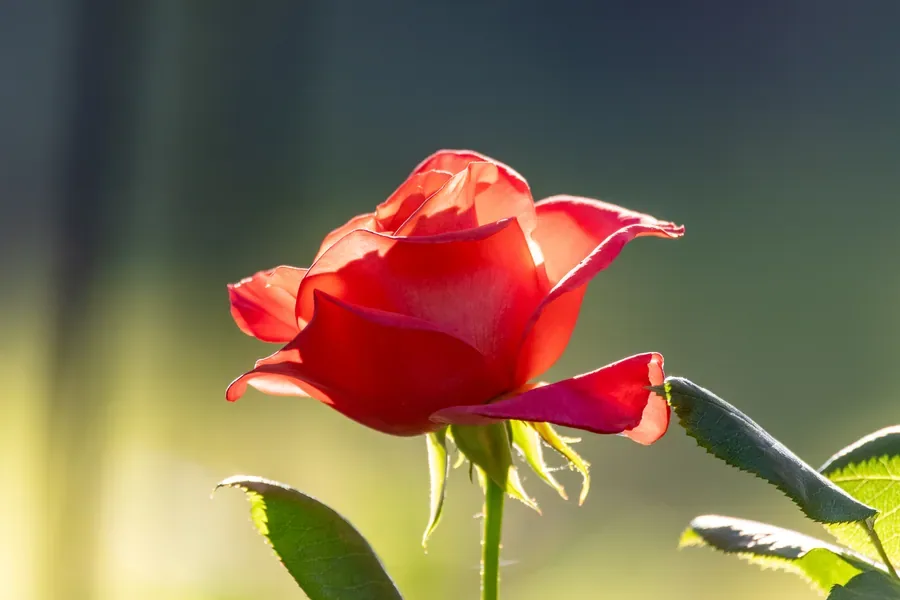 Rose in Backlight — Salem, Oregon — Ben Pickett Photography