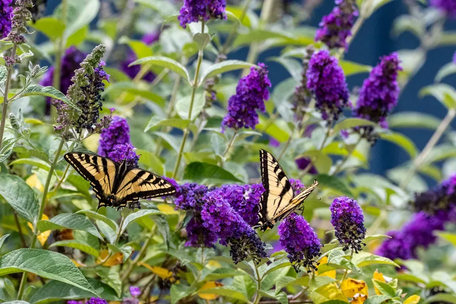 Two Western Tiger Swallowtails — Salem, Oregon — Ben Pickett Photography