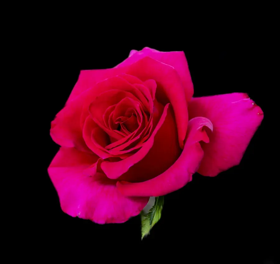 Rose on Black — Salem, Oregon — Ben Pickett Photography