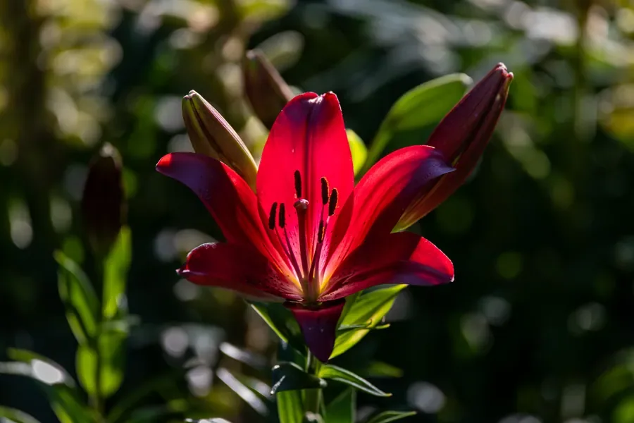 Asiatic Lily in Red — Salem, Oregon — Ben Pickett Photography