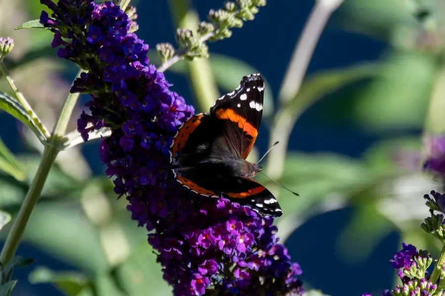 Red Admiral on Butterfly Bush — Salem, Oregon — Ben Pickett Photography
