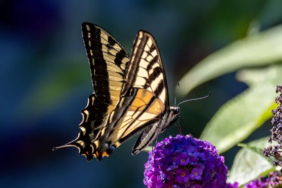 Western Tiger Swallowtail on Butterfly Bush — Salem, Oregon — Ben Pickett Photography