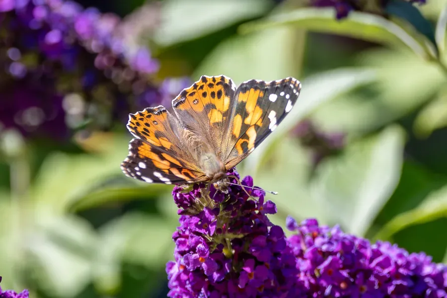 Painted Lady on Butterfly Bush — Salem, Oregon — Ben Pickett Photography