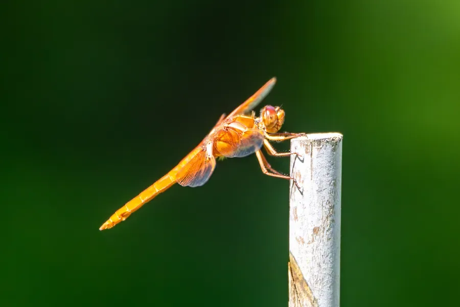 Flame Skimmer Dragonfly — Salem, Oregon — Ben Pickett Photography