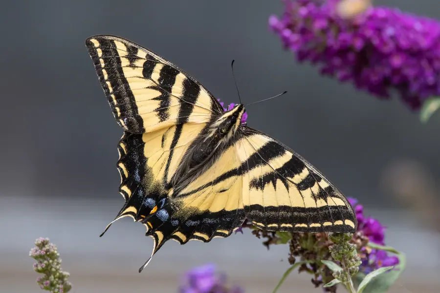 Western Tiger Swallowtail, Wings Open — Salem, Oregon — Ben Pickett Photography