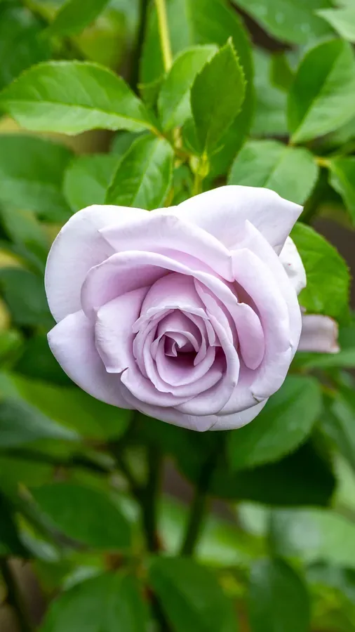 Rose in Pale Lavender — Salem, Oregon — Ben Pickett Photography