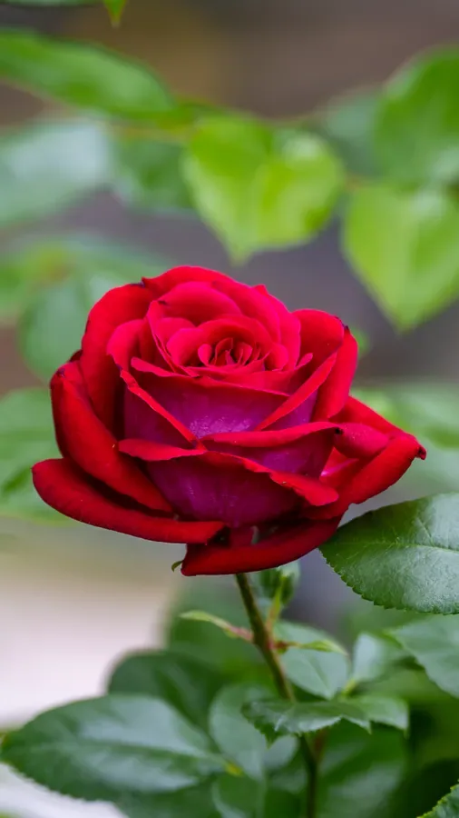 Red Rose in the Green — Salem, Oregon — Ben Pickett Photography