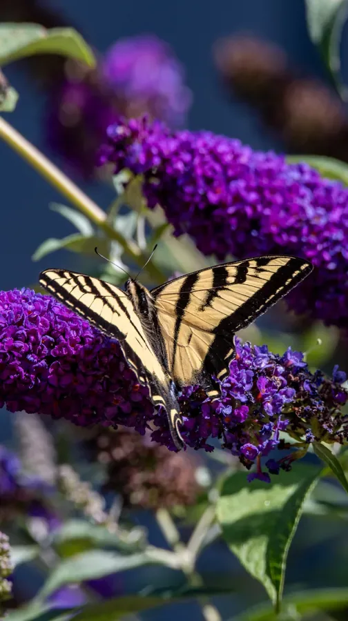 Western Tiger Swallowtail Feeding — Salem, Oregon — Ben Pickett Photography