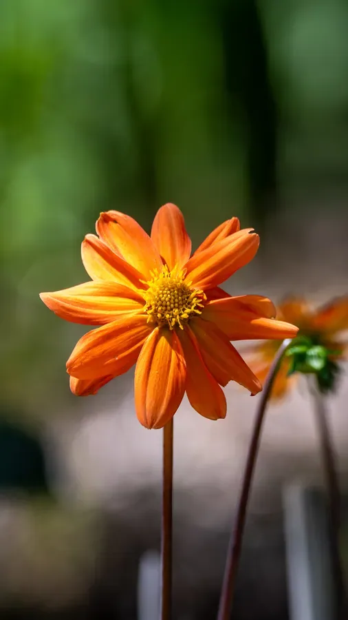 Dahlia, Backlit — Salem, Oregon — Ben Pickett Photography