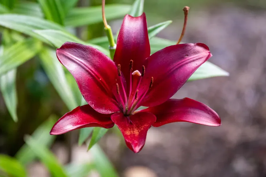 Asiatic Lily in Deep Red — Salem, Oregon — Ben Pickett Photography