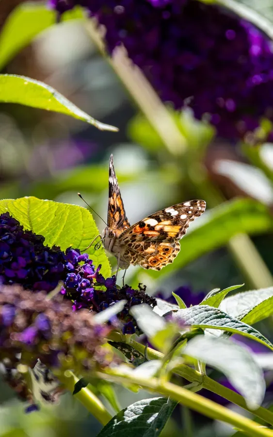 Painted Lady, Wings Up — Salem, Oregon — Ben Pickett Photography