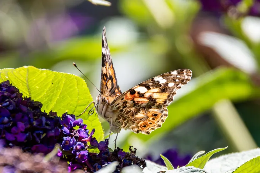Painted Lady on the Leaf — Salem, Oregon — Ben Pickett Photography