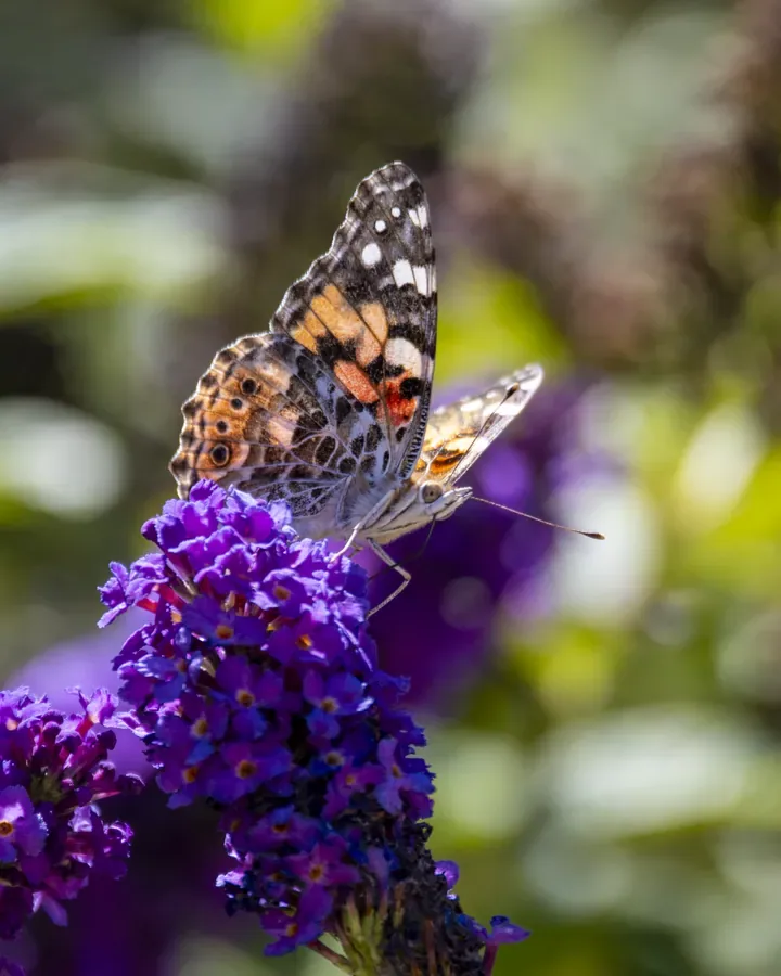 Painted Lady in Profile — Salem, Oregon — Ben Pickett Photography