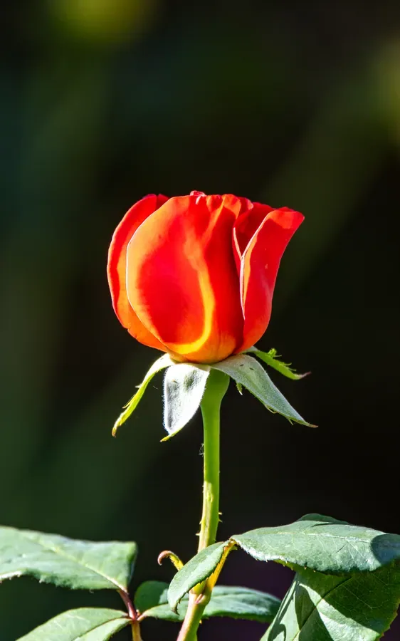 Orange Rosebud — Salem, Oregon — Ben Pickett Photography
