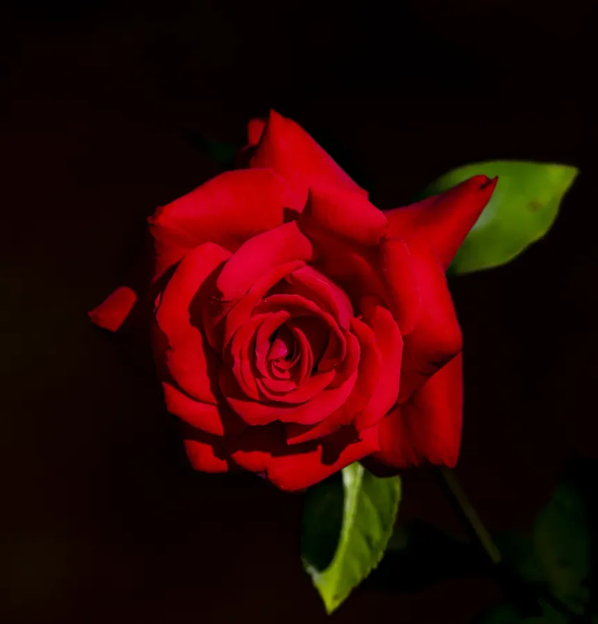Red Rose on Black — Salem, Oregon — Ben Pickett Photography