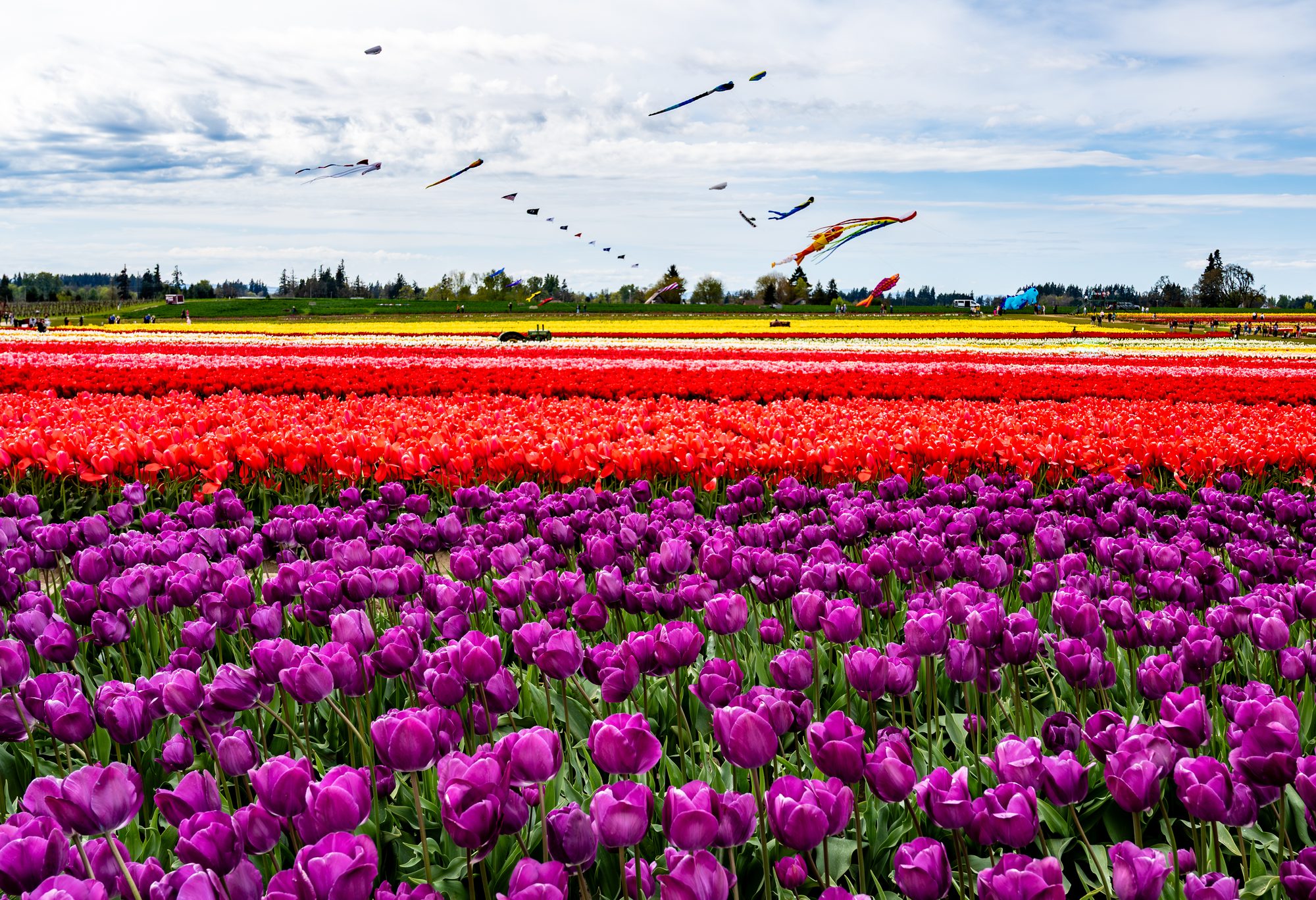 Tulip Festival, Willamette Valley