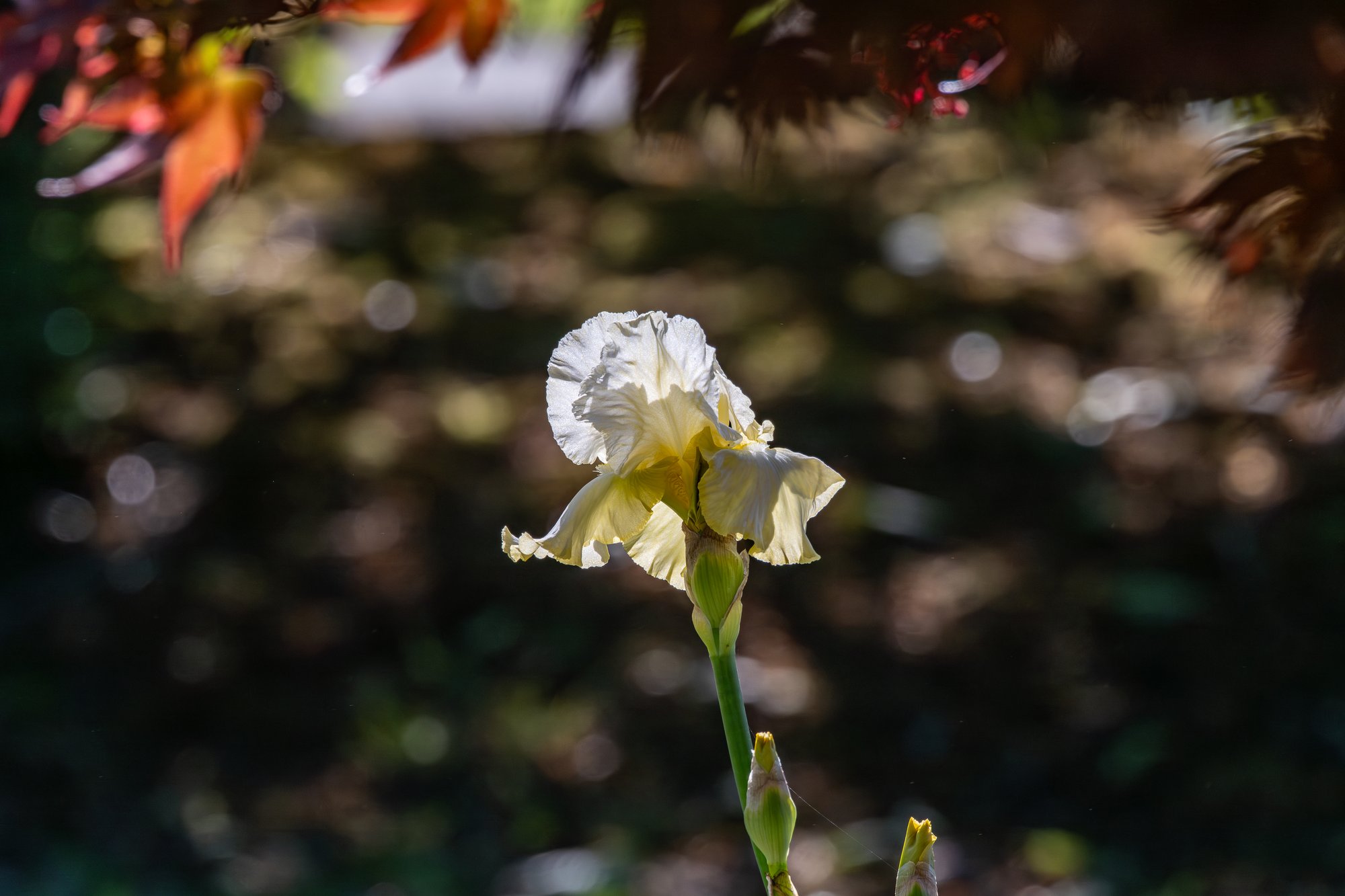 Bearded Iris, Salem