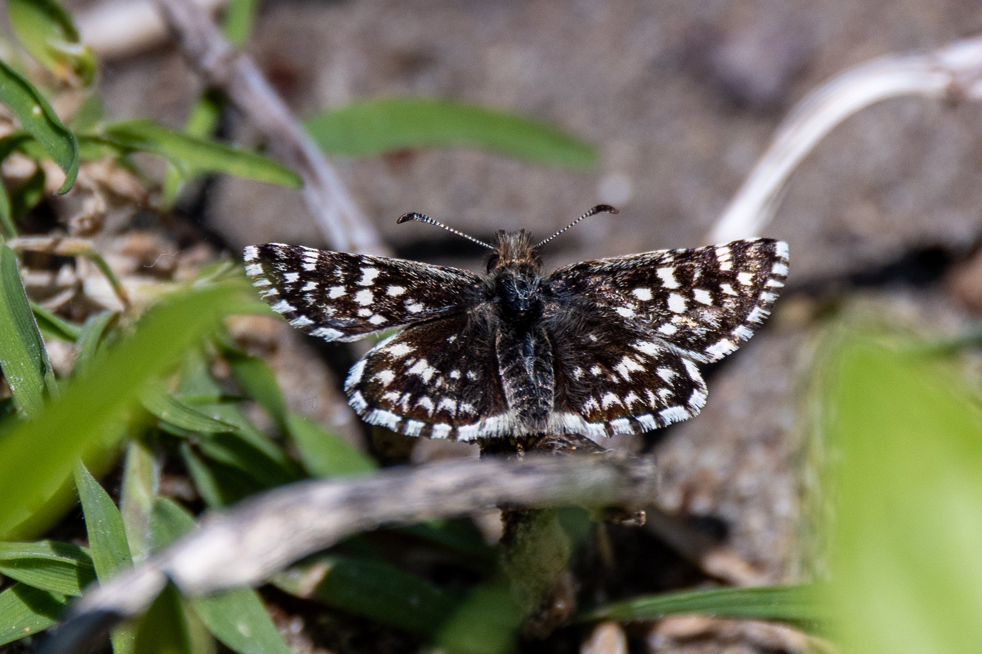 Checkered Skipper — Willamette Valley, Oregon — Ben Pickett Photography