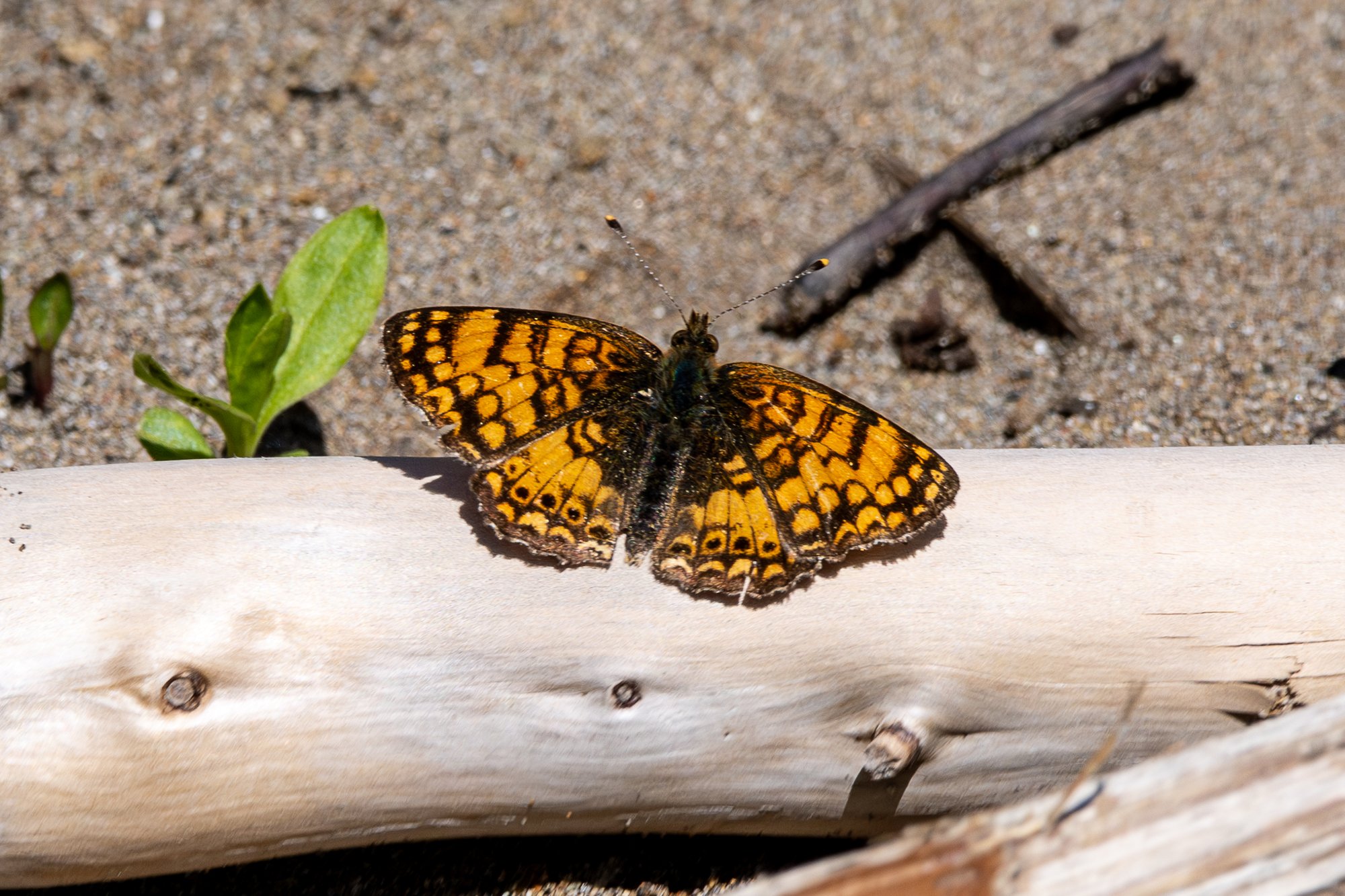 Mylitta Crescent on Driftwood