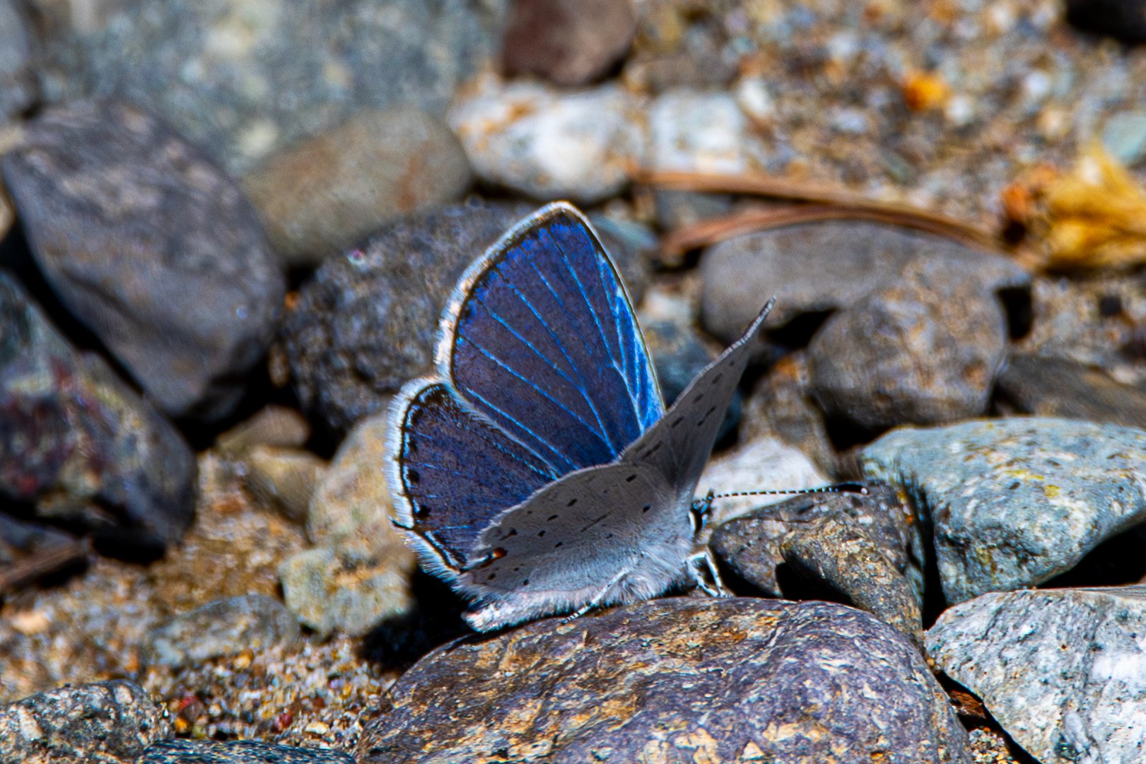 Echo Blue — Oregon — Ben Pickett Photography