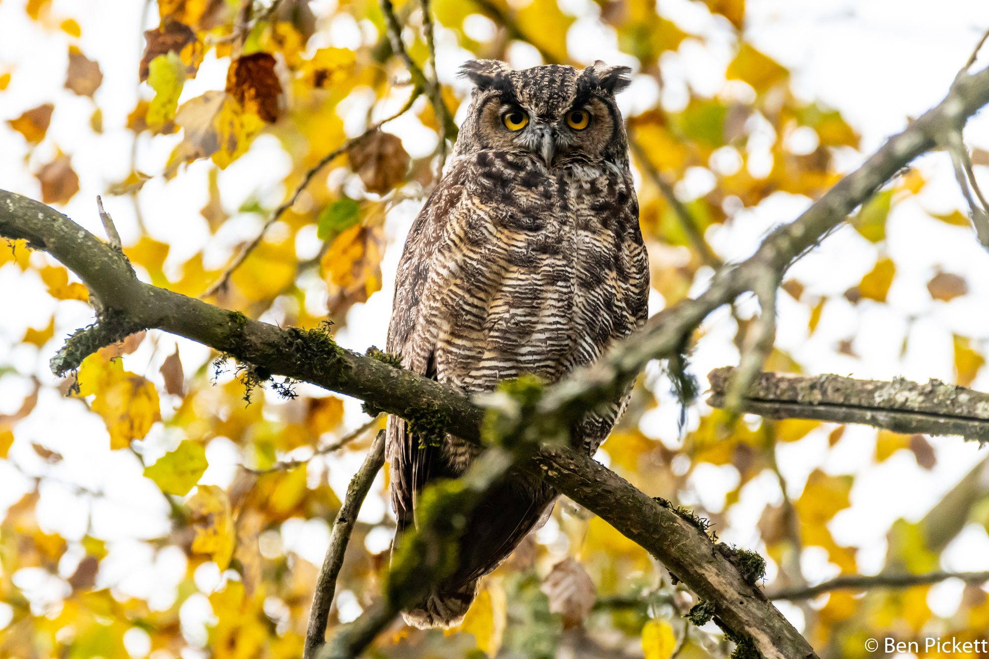 Great Horned Owl